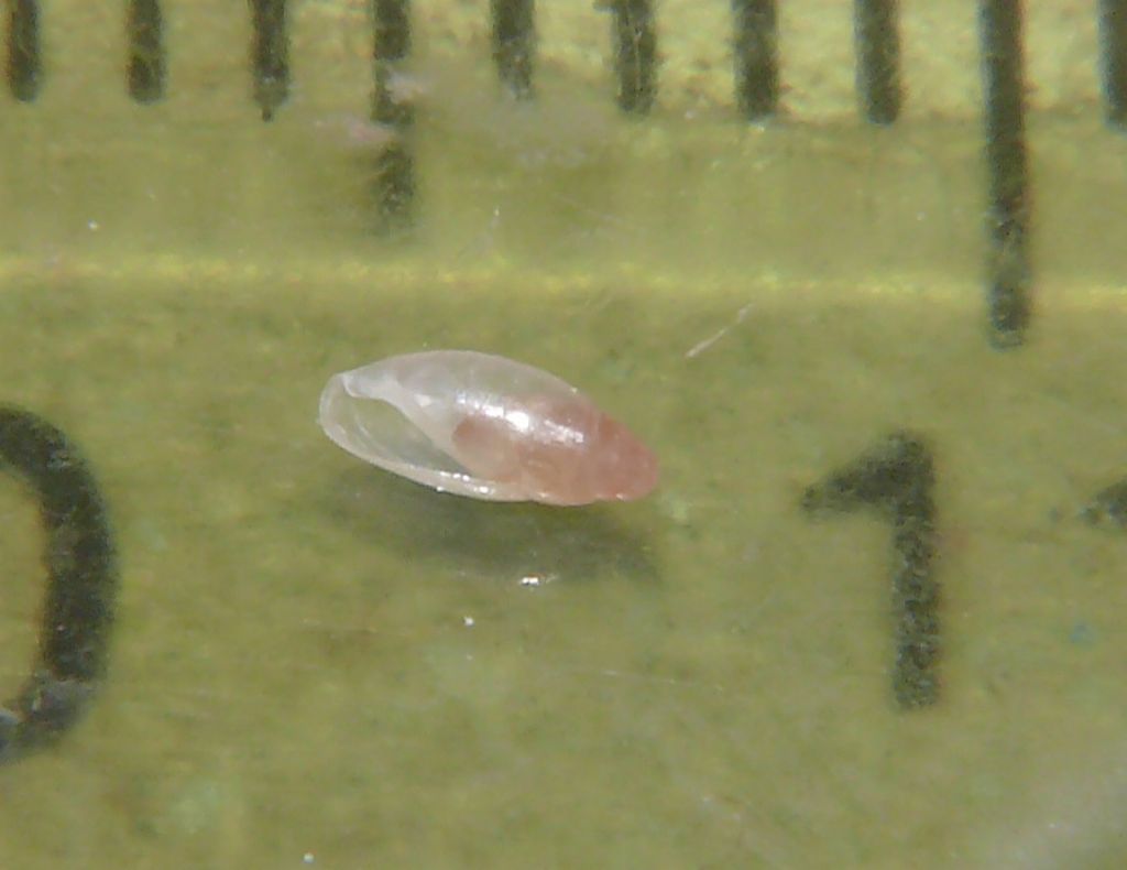 cf Cecilioides janii